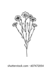 Vector illustration of hand drawn cornflower twig. Beautiful ink drawing, vintage style. 