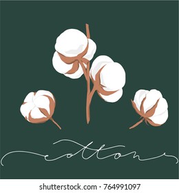 vector illustration of hand drawn cotton flowers with text on background 
