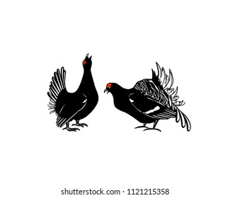 Vector illustration of hand drawn couple of male black grouses. Beautiful animal design elements, ink drawing.