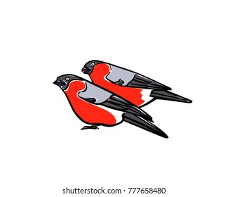 Vector illustration of hand drawn couple of bullfinches. Ink drawing, graphic style.