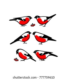 Vector illustration of hand drawn couple of bullfinches. Ink drawing, graphic style.