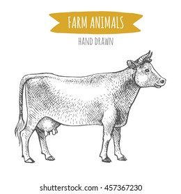 Vector illustration of hand drawn cow, isolated on white background. Farm animals collection.