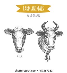 Vector illustration of hand drawn cows portraits, isolated on white background. Farm animals collection.