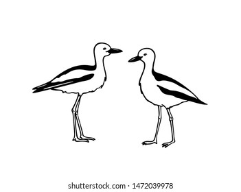 Vector illustration of hand drawn crab-plovers. Ink drawing, beautiful animal design elements.
