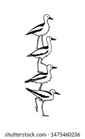 Vector illustration of hand drawn crab-plovers. Ink drawing, beautiful animal design elements.