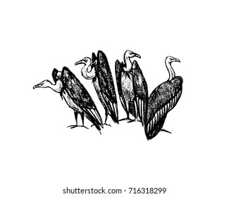 Vector illustration of hand drawn creepy and comic vultures. Charcoal drawing, beautiful Halloween design elements.