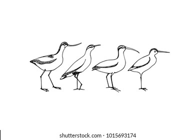 Vector illustration of hand drawn cute sandpipers with long bills. Beautiful animal design elements, ink drawing, logo template