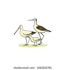 Vector illustration of hand drawn cute sandpipers with long bills. Beautiful animal design elements, ink drawing, logo template