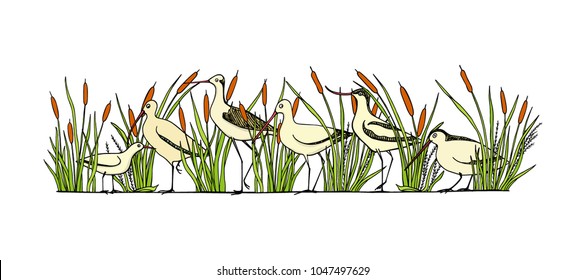 Vector illustration of hand drawn cute sandpipers standing among water plants. Beautiful animal design elements, ink drawing, logo template