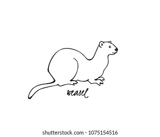 Vector illustration of hand drawn cute weasel. Beautiful animal design elements, ink drawing.
