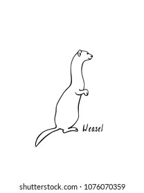 Vector illustration of hand drawn cute weasel. Beautiful animal design elements, ink drawing.