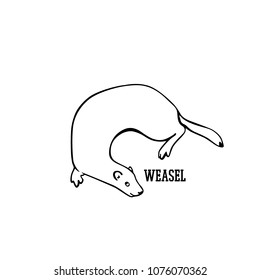 Vector illustration of hand drawn cute weasel. Beautiful animal design elements, ink drawing.