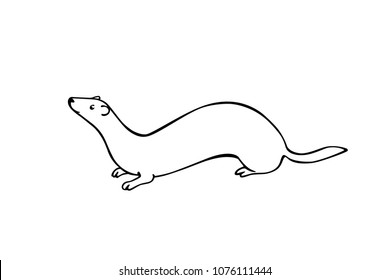 Vector illustration of hand drawn cute weasel. Beautiful animal design elements, ink drawing.