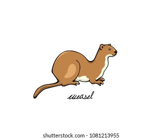 Vector illustration of hand drawn cute weasel in summer coats. Beautiful animal design elements, ink drawing.