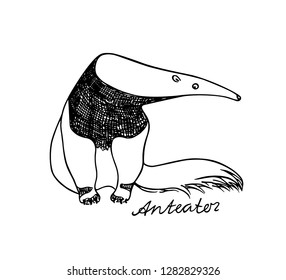 Vector illustration of hand drawn cute sitting anteater. Beautiful ink drawing, sketch style. Perfect design elements, animal illustration