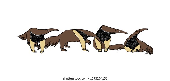 Vector illustration of hand drawn cute anteaters. Beautiful ink drawing, sketch style. Perfect design elements, animal illustration