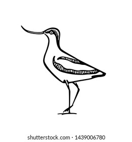 Vector illustration of hand drawn cute sandpiper. Beautiful animal design elements, ink drawing, logo template