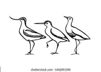 Vector illustration of hand drawn cute sandpipers. Beautiful animal design elements, ink drawing, logo template