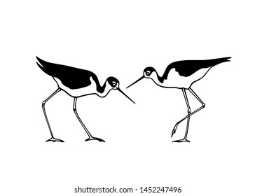 Vector illustration of hand drawn cute black-winged stilts. Beautiful animal design elements, ink drawing, logo template