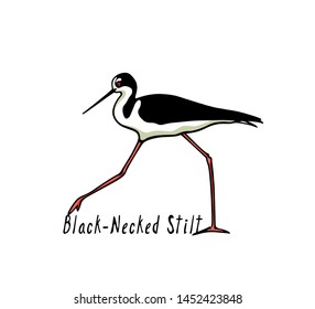Vector illustration of hand drawn cute wading black-winged stilt. Beautiful animal design elements, ink drawing, logo template