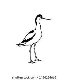 Vector illustration of hand drawn cute Pied Avocet. Beautiful animal design elements, ink drawing, logo template