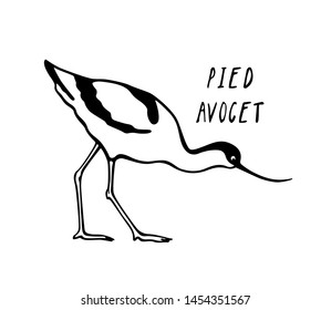 Vector illustration of hand drawn cute Pied Avocet. Beautiful animal design elements, ink drawing, logo template