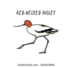 Vector illustration of hand drawn cute Red-necked Avocet. Beautiful animal design elements, ink drawing, logo template