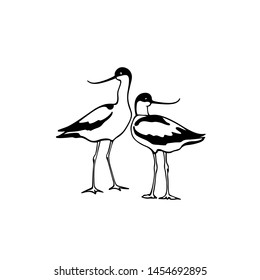 Vector illustration of hand drawn cute Pied Avocets. Beautiful animal design elements, ink drawing, logo template