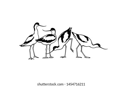 Vector illustration of hand drawn cute Pied Avocets. Beautiful animal design elements, ink drawing, logo template