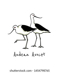 Vector illustration of hand drawn cute Andean Avocets. Beautiful animal design elements, ink drawing, logo template