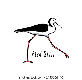 Vector illustration of hand drawn cute wading Pied Stilt. Beautiful animal design elements, ink drawing, logo template