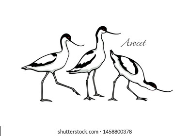 Vector illustration of hand drawn cute Pied Avocets. Beautiful animal design elements, ink drawing, logo template
