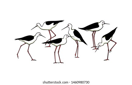 Vector illustration of hand drawn cute black-winged stilts. Beautiful animal design elements, ink drawing