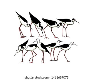 Vector illustration of hand drawn cute black-necked and black-winged stilts. Beautiful animal design elements, ink drawing