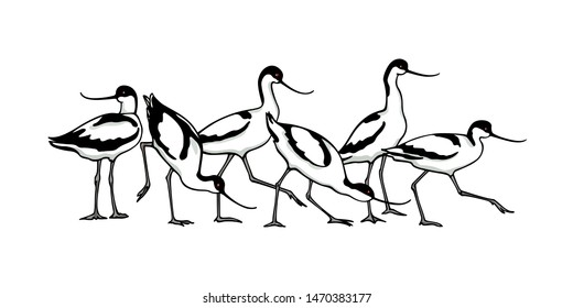 Vector illustration of hand drawn cute Pied Avocets. Beautiful animal design elements, ink drawing