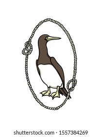 Vector illustration of hand drawn cute Brown Booby in nautical rope frame. Ink drawing, beautiful animal and nautical design elements.