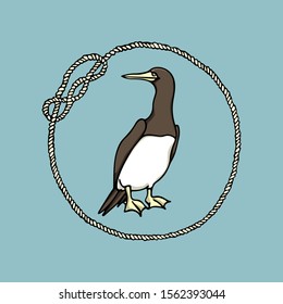 Vector illustration of hand drawn cute Brown Booby in nautical rope frame. Ink drawing, beautiful animal and nautical design elements.