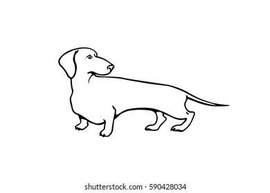 Vector illustration of hand drawn cute dachshund. Beautiful ink drawing. 