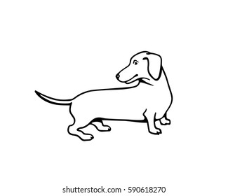 Vector illustration of hand drawn cute dachshund. Beautiful ink drawing. 