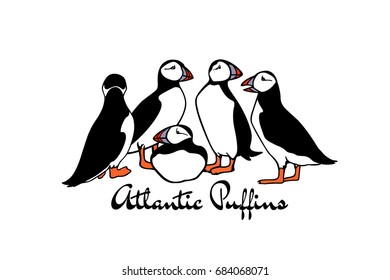 Vector illustration of  hand drawn cute atlantic puffins on white background. Funny puffin character, beautiful design elements.
