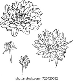 Vector illustration of hand drawn dahlia. Hand-drawn ink dahlias isolated on white background. Vector graphic flowers for wedding invitations and polygraphy. Element for design.