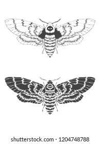 Vector illustration with hand drawn dead head moth. Two variants of insect: outline and silhouette. In realistic style. Isolated on withe background.
