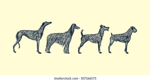 Vector illustration of hand drawn dog breeds variety. Cute dogs characters drawn with chalk.