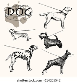 Vector illustration; hand drawn dog on a leash. Dog breeds : dalmatians, doberman, scotch terrier, dachshund basset, labrador retriever