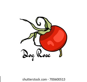 Vector illustration of hand drawn dog rose fruit. Beautiful dog rose products design elements, ink drawing.