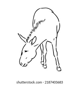 Vector illustration of hand drawn donkey, isolated on white background. Farm animals collection.