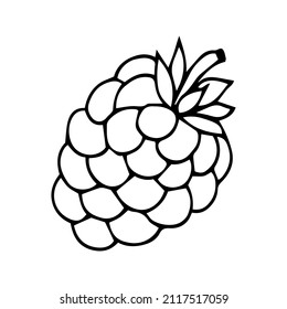 Vektorgrafik. Handgezeichnetes Doodle aus Brombeeren oder Himbeerfrüchten mit Stamm. Gesunde Ernährung und vegetarisches Essen. Cartoon-Skizze. Dekoration für Verpackungen, Menüs. Einzeln auf weißem Hintergrund