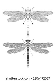 Vector illustration with hand drawn dragonfly. Two variants of insect: outline and silhouette. In realistic style. Isolated on withe background.