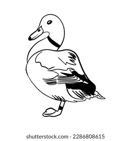 Vector illustration hand drawn duck,line art