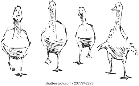 A vector illustration of hand drawn ducks. Pen and ink sketch turned into a black and white vector graphic. 